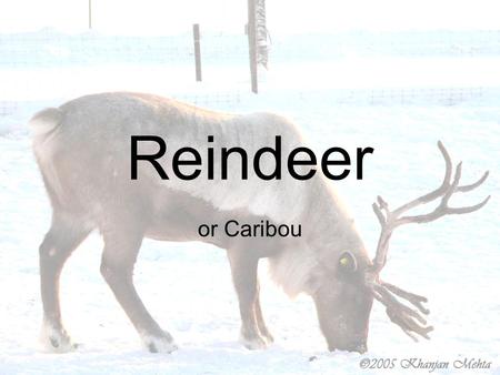 Reindeer or Caribou.