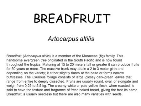 BREADFRUIT Artocarpus altilis