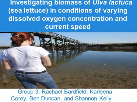 Investigating biomass of Ulva lactuca (sea lettuce) in conditions of varying dissolved oxygen concentration and current speed Group 3: Rachael Bardfield,