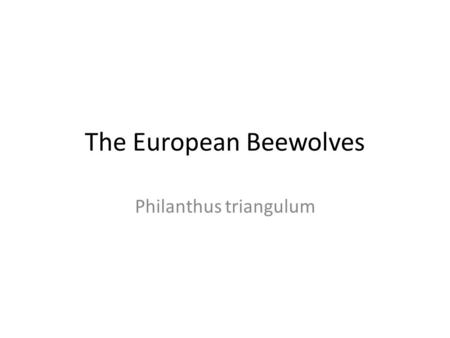 The European Beewolves Philanthus triangulum. Classification DomainEukaryote KingdomAnimalia PhylumArthropoda ClassInsecta OrderHymenoptera FamilyCrabronidae.