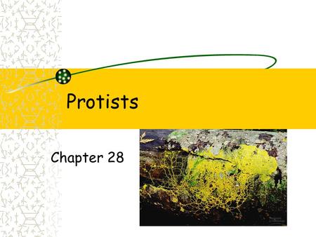 Protists Chapter 28. Protists Eukaryotes Not plants, fungi or animals.