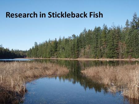 Research in Stickleback Fish. benthic limnetic MALESFEMALES What’s different between the species?
