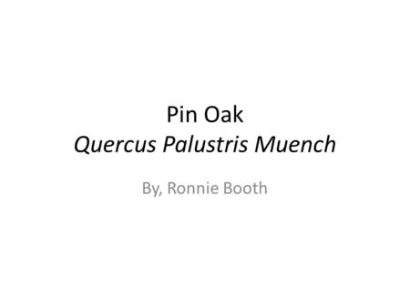 Pin Oak Quercus Palustris Muench