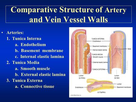 Comparative Structure of Artery and Vein Vessel Walls