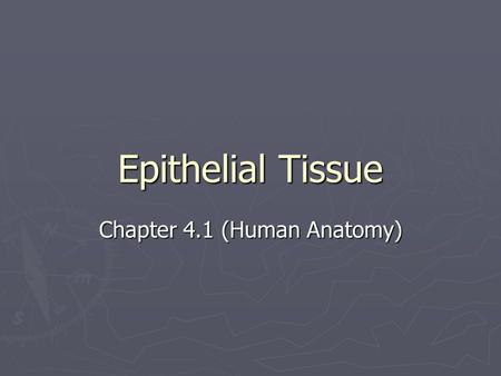 Chapter 4.1 (Human Anatomy)