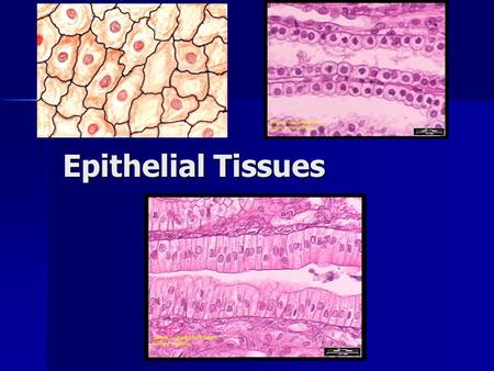 Epithelial Tissues.
