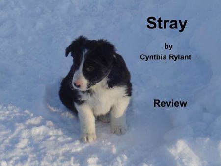 Stray by Cynthia Rylant
