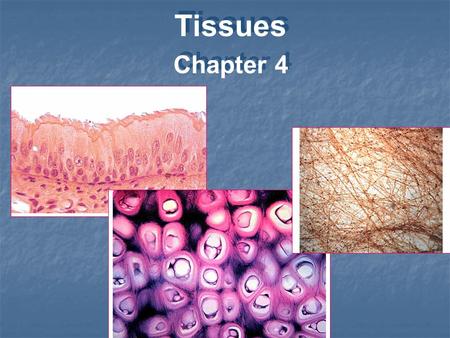 Tissues Chapter 4 Tissues Chapter 4. Tissues Tissues are groups of cells and extracellular material that perform specific functions. The four tissue types,