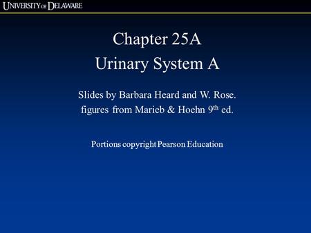 Chapter 25A Urinary System A Slides by Barbara Heard and W. Rose.