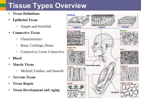 Tissue Types Overview Tissue Definitions Epithelial Tissue