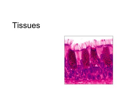 Tissues. Definition: a group of closely associated cells that perform related functions and are similar in structure Between cells: nonliving extracellular.
