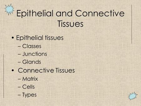 Epithelial and Connective Tissues Epithelial tissues –Classes –Junctions –Glands Connective Tissues –Matrix –Cells –Types.