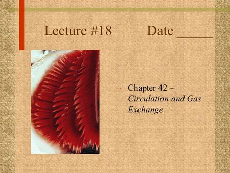 Lecture #18 Date _____ Chapter 42 ~ Circulation and Gas Exchange.