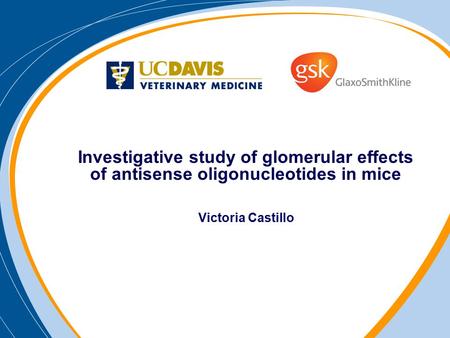 Investigative study of glomerular effects of antisense oligonucleotides in mice Victoria Castillo.