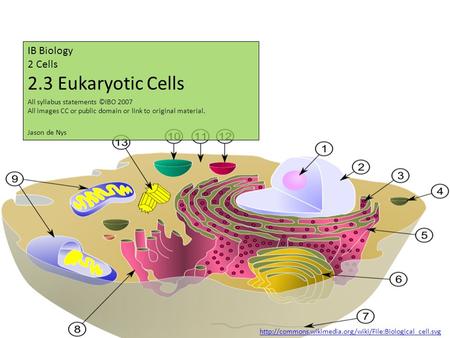 IB Biology 2 Cells 2.3 Eukaryotic Cells Jason de Nys All syllabus statements ©IBO 2007 All images CC or public domain or link to original material.