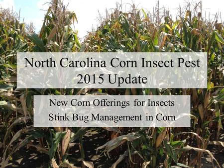 North Carolina Corn Insect Pest 2015 Update New Corn Offerings for Insects Stink Bug Management in Corn.