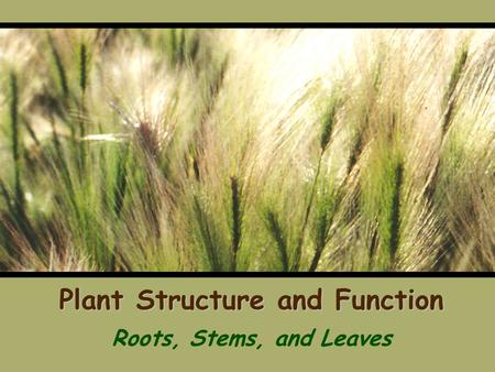 Plant Structure and Function Roots, Stems, and Leaves.
