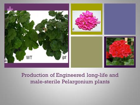 + Production of Engineered long-life and male-sterile Pelargonium plants.