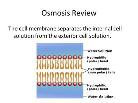 Osmosis Review The cell membrane separates the internal cell solution from the exterior cell solution. Solution Solution.