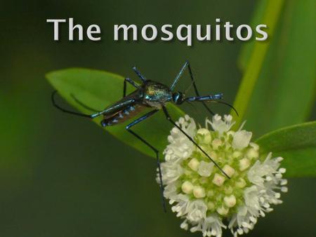  The Culicidae, commonly called mosquitos are classified in the order Diptera and suborder Nematocera, they are characterized by long and thin antennas.