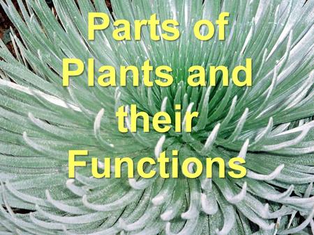 Parts of Plants and their Functions