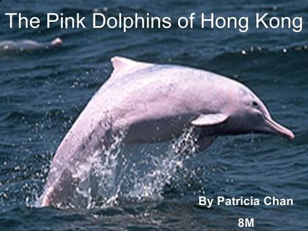 The Pink Dolphins of Hong Kong By Patricia Chan 8M.