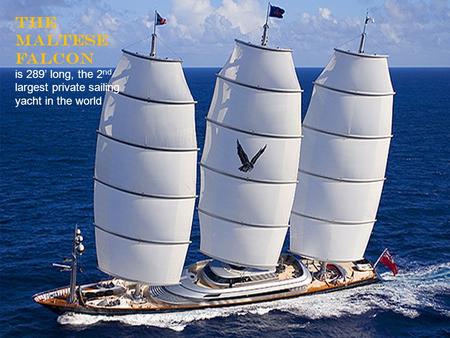 The Maltese Falcon is 289’ long, the 2 nd largest private sailing yacht in the world.