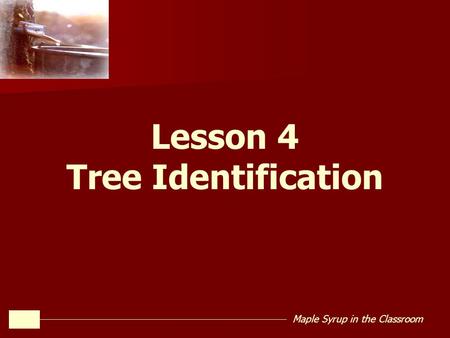 Maple Syrup in the Classroom Lesson 4 Tree Identification.