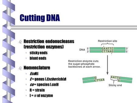 Cutting DNA b Restriction endonucleases (restriction enzymes) sticky endssticky ends blunt endsblunt ends b Nomenclature EcoRIEcoRI E = genus (Escherichia)E.