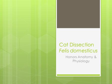 Cat Dissection Felis domesticus