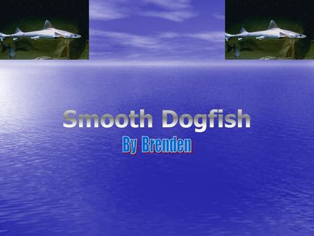 Smooth Dogfish By Brenden.