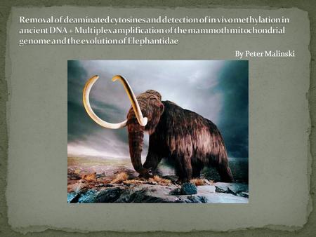 By Peter Malinski. Mammoths are an extinct species that lived during the Pleistocene as recently as 10,000 years ago. Some mammoths have been recovered.