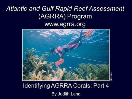 Identifying AGRRA Corals: Part 4 By Judith Lang Atlantic and Gulf Rapid Reef Assessment (AGRRA) Program www.agrra.org © K. Marks.