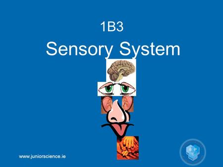 Www.juniorscience.ie 1B3 Sensory System. www.juniorscience.ie 1B3 Sensory System OB28 recall five sense organs in the human (eyes, ears, nose, skin, and.