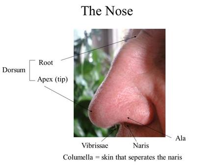 The Nose Vibrissae Naris Apex (tip) Root Ala Dorsum