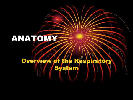 Overview of the Respiratory System
