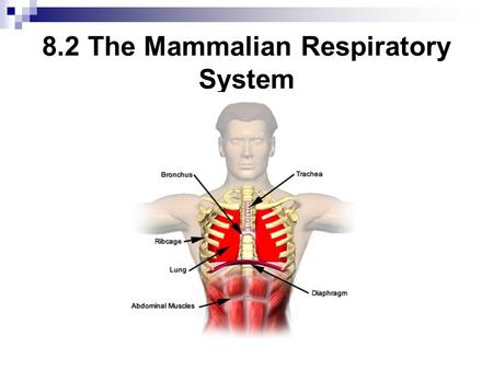8.2 The Mammalian Respiratory System