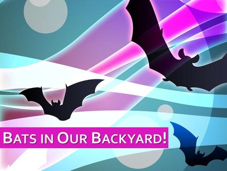 This PowerPoint is meant to accompany the teacher’s activity guide and student activity book “Bats in Our Backyard: Meeting Minnesota’s Marvelous Mini.