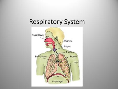 Respiratory System. Bring oxygen into body & remove carbon dioxide and other gaseous wastes Gas exchange = respiration Interacts w/ circulatory system.