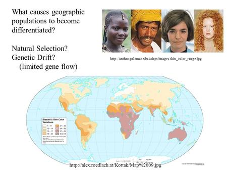 What causes geographic populations to become differentiated? Natural Selection? Genetic Drift? (limited gene flow)