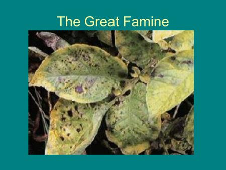 The Great Famine. Causes The Economic system in Ireland during the early 19th century was largely an agricultural one. The country had no manufacturing.