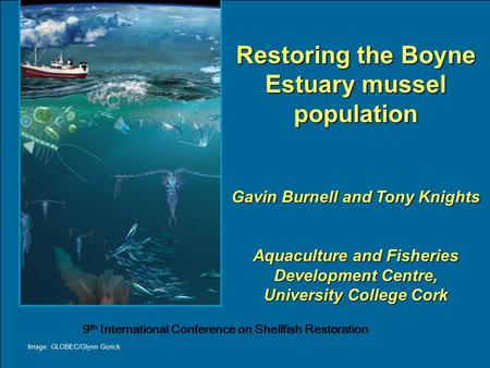 Restoring the Boyne Estuary mussel population Gavin Burnell and Tony Knights Aquaculture and Fisheries Development Centre, University College Cork Image: