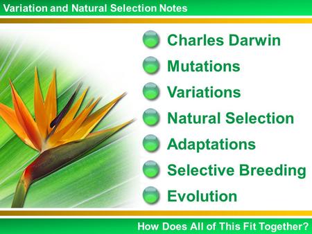 Charles Darwin Mutations Variations Natural Selection Adaptations