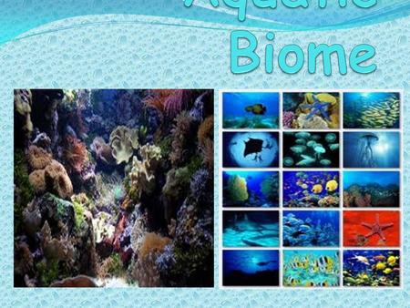 Biome The climate is warm and cold in certain areas of the ocean. The location is in the water habitats. The habitats are rocks, sand, plants, reefs,