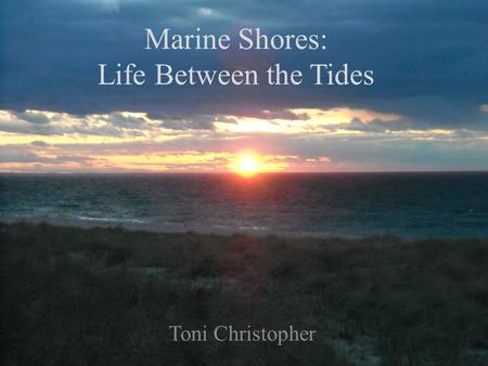 Marine Shores: Life Between the Tides Toni Christopher.