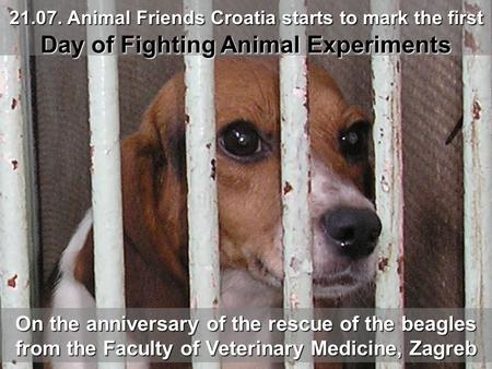 On the anniversary of the rescue of the beagles from the Faculty of Veterinary Medicine, Zagreb 21.07. Animal Friends Croatia starts to mark the first.