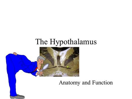 The Hypothalamus Anatomy and Function.