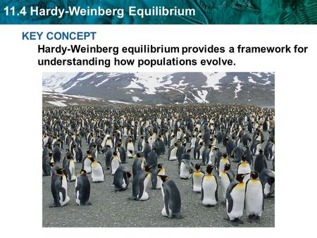 KEY CONCEPT Hardy-Weinberg equilibrium provides a framework for understanding how populations evolve.