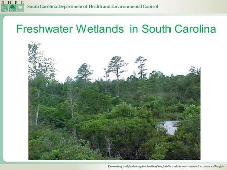 Freshwater Wetlands in South Carolina. Wetlands Wetlands are delineated by the Corps based on the 1987 Wetland Delineation Manual. Soils, evidence of.