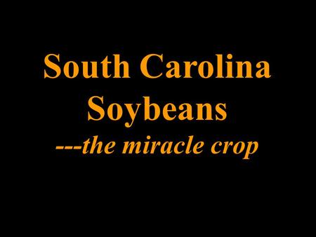 South Carolina Soybeans ---the miracle crop. Mature Soybean.